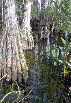 Big Cypress National Preserve Photo