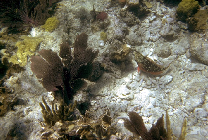 Biscayne National Park Photo