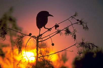 Everglades National Park