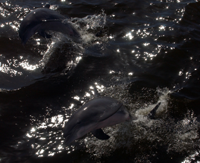 Dolphins