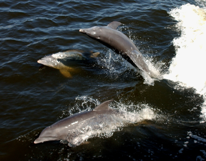 Dolphin watch & Wildlife Adventure Cruise
