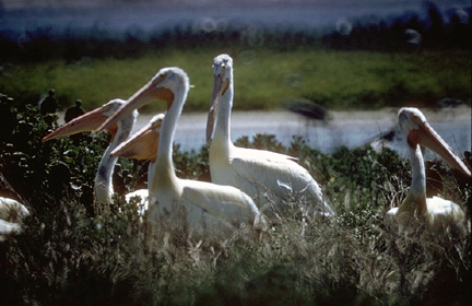 Padre Island National Seashore Birds