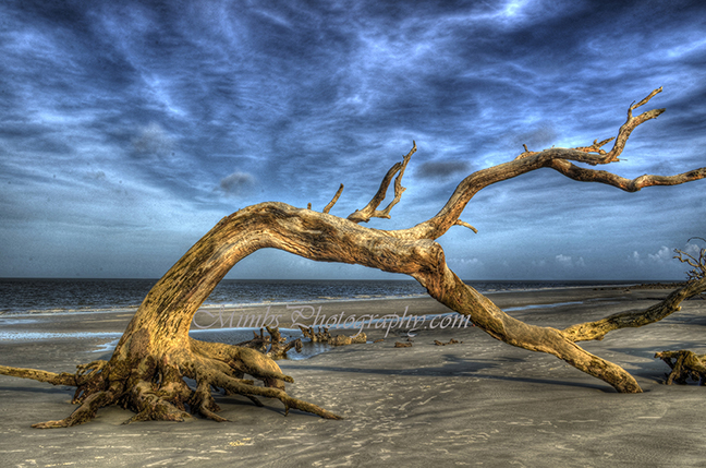 Wind Bent Driftwood at Driftwood Beach. Jekyll Island, Georgia